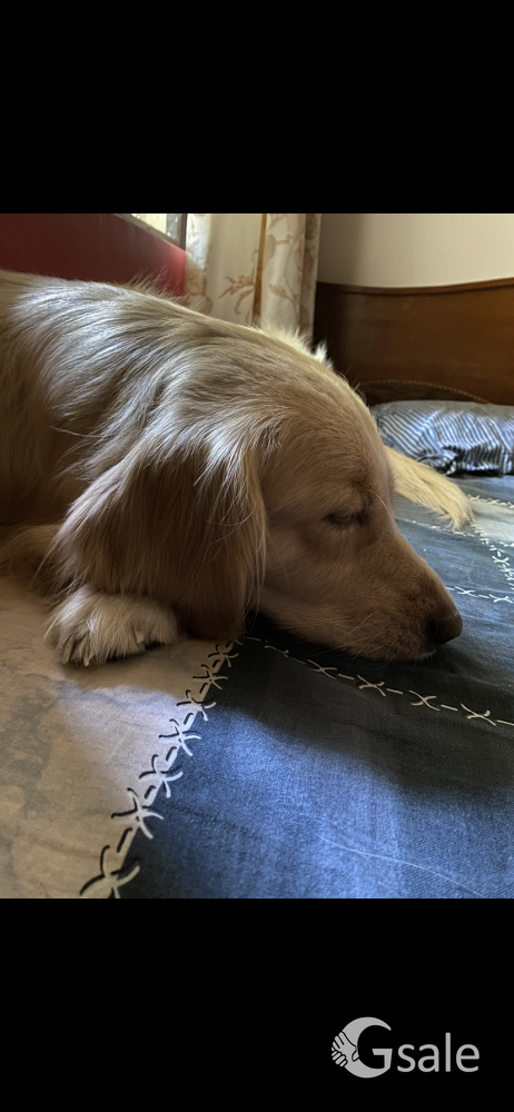 Golden retriever 