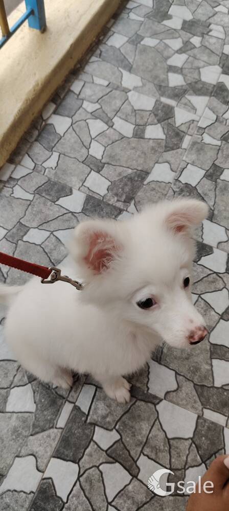 Pomorian puppy 