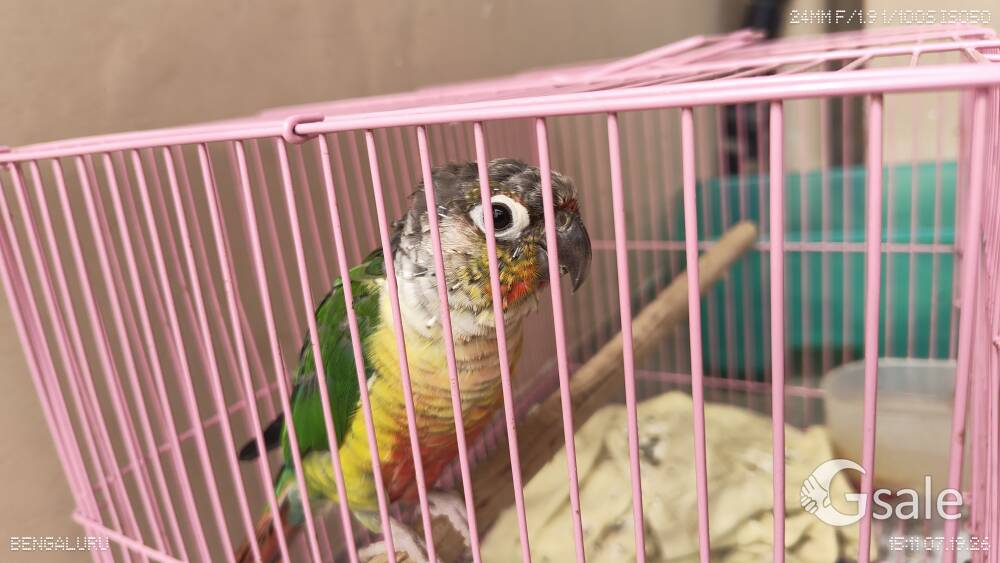 Green conure bird
