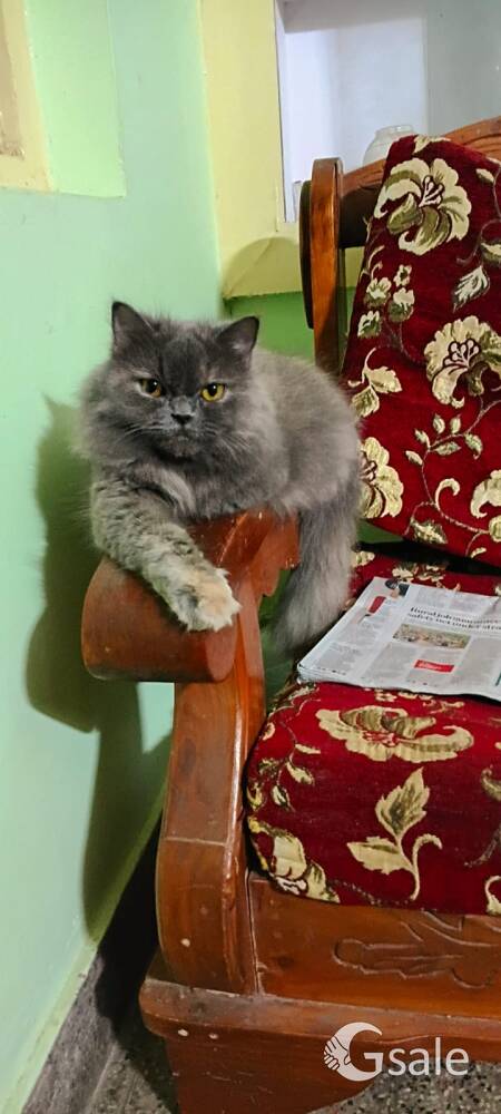 Grey colour pure female Persian whiskey cat 8 months old along with 2 months food 