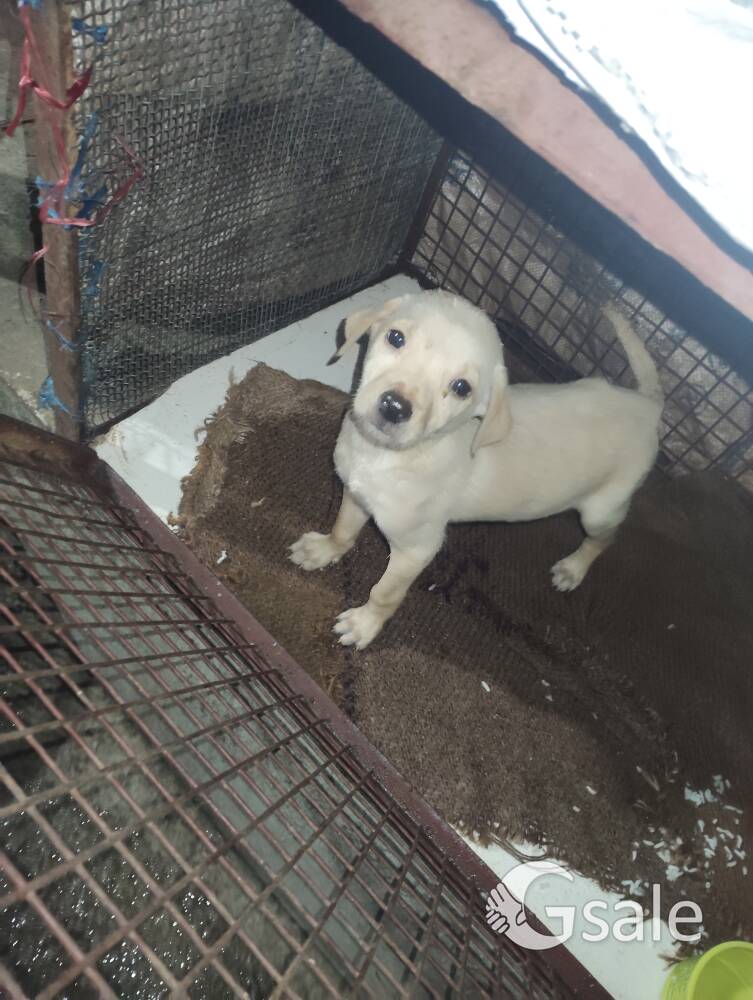 Dog for sale