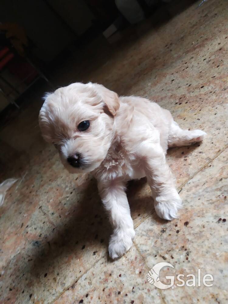 Maltipoo dog