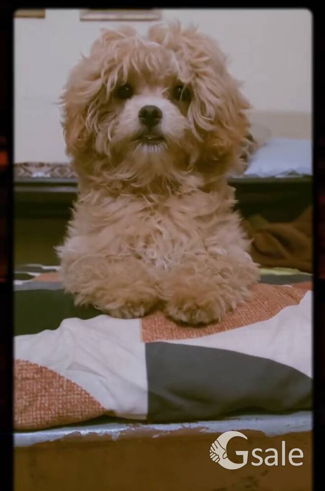 maltipoo dog