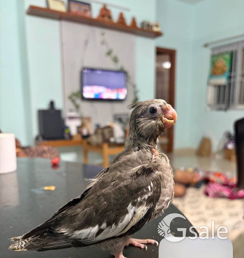 Cockataiel bird
