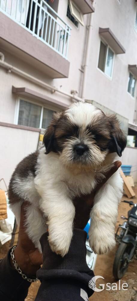 Shih Tzu Male Puppies