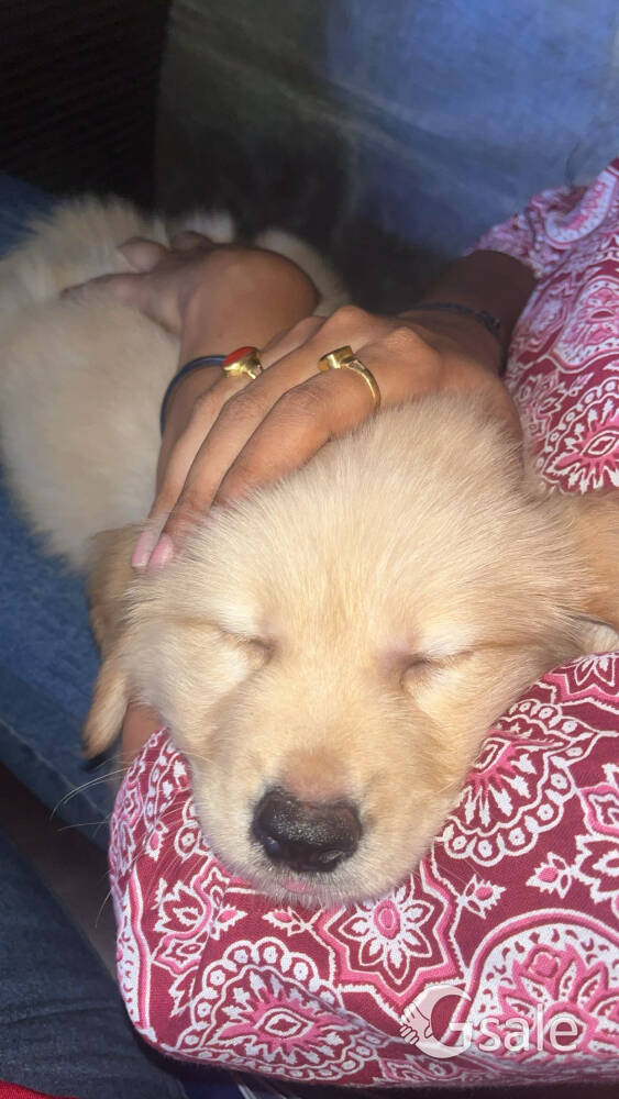 Golden retriever for sale 