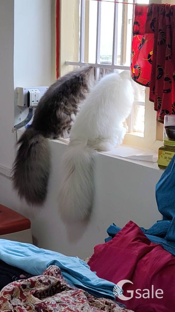 Persian. Cat pair