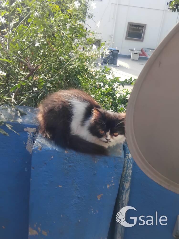 Persian cat