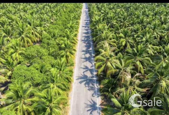 farm land in othakalmandabam 
