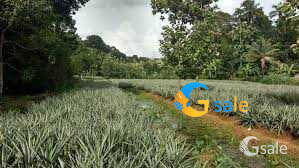 2 acre future commercial land for sale in kerala, muvattupuzha 