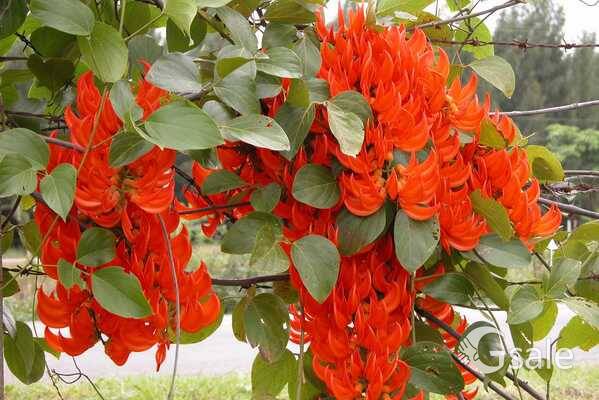 Red jade vine 