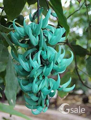 Blue jade vine