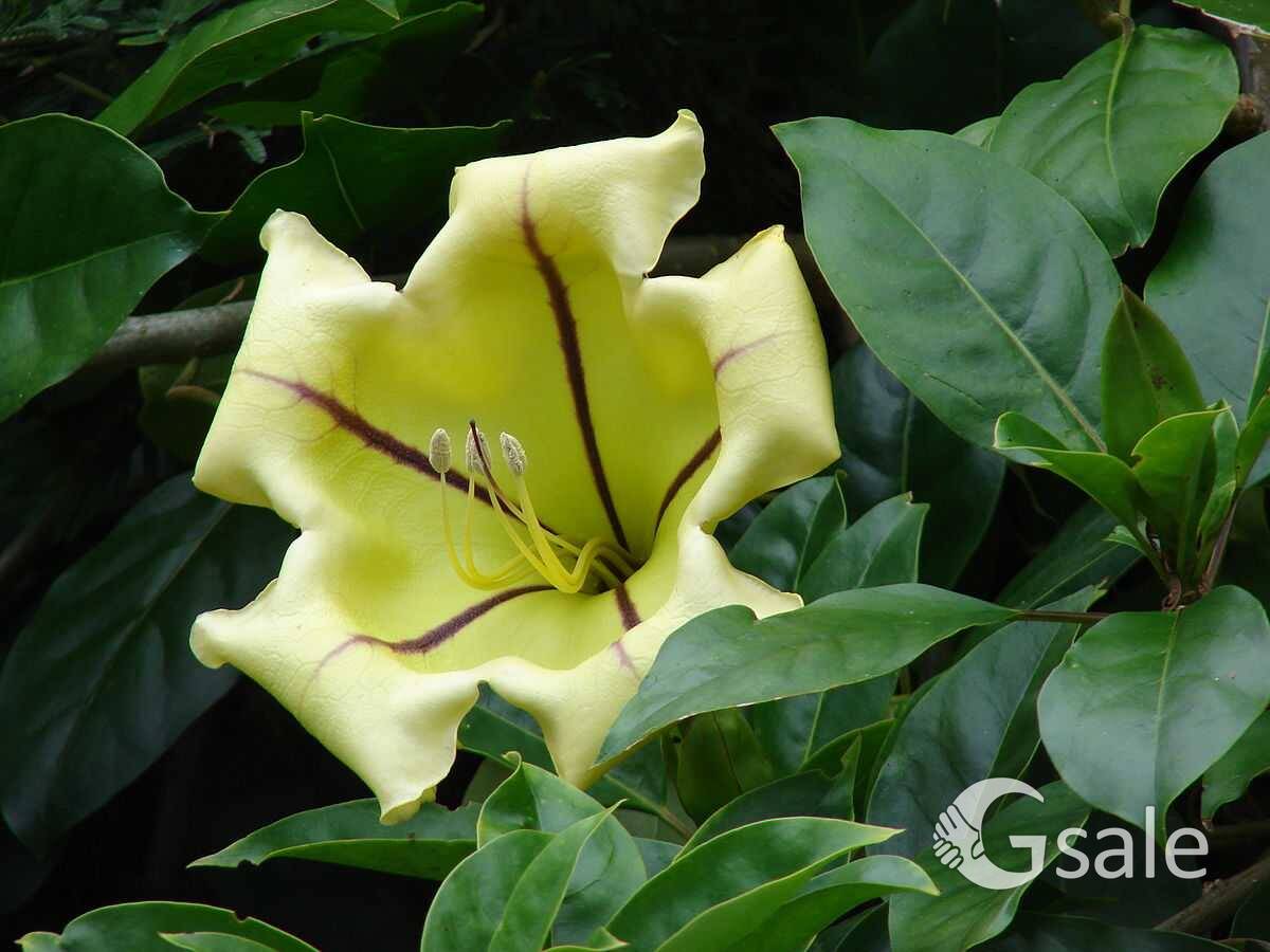 solandra  (shurb)
