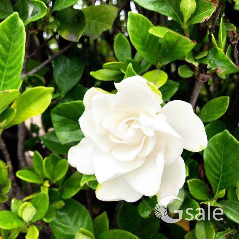 Crape jasmine 