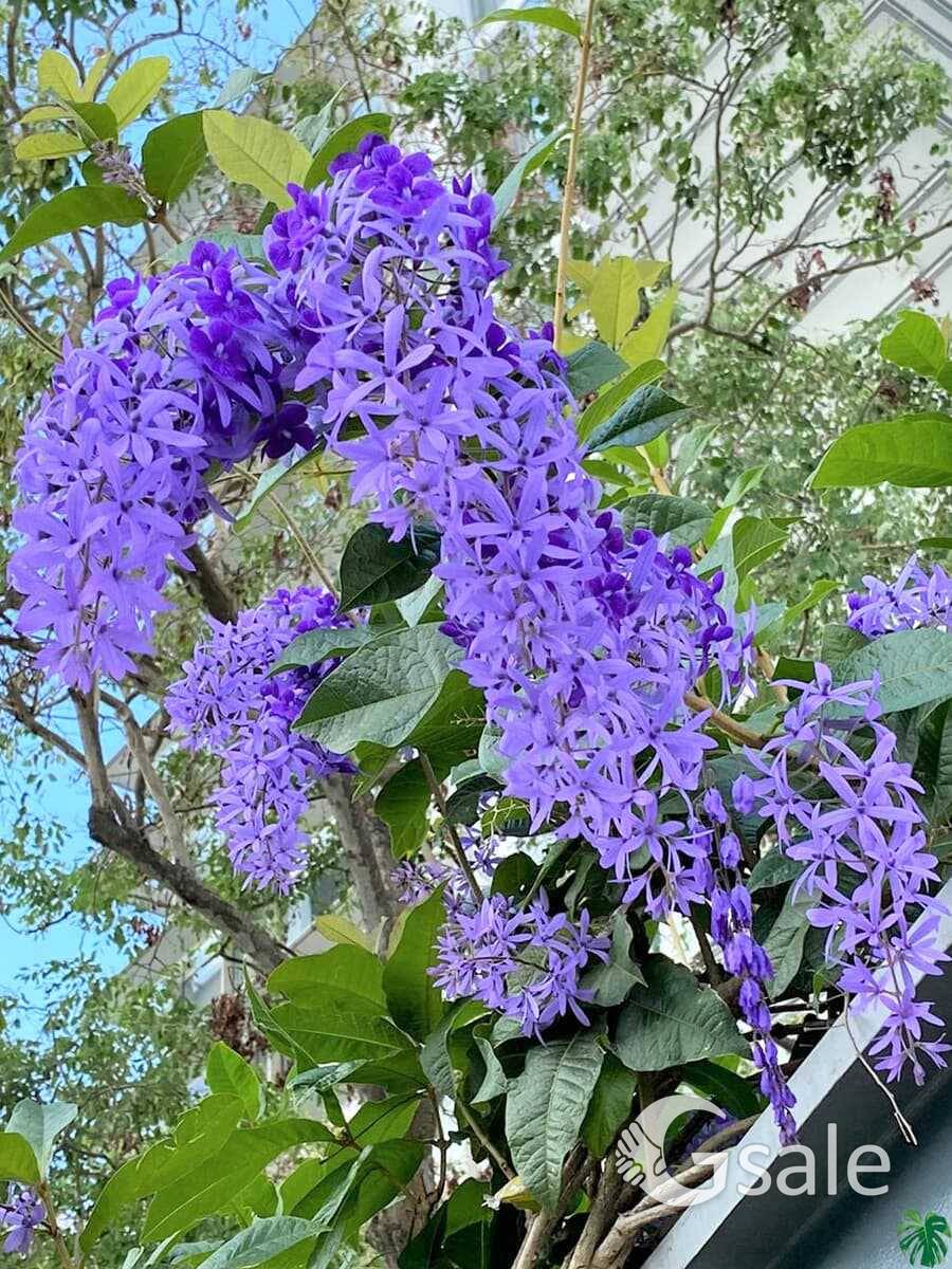 sand paper vine