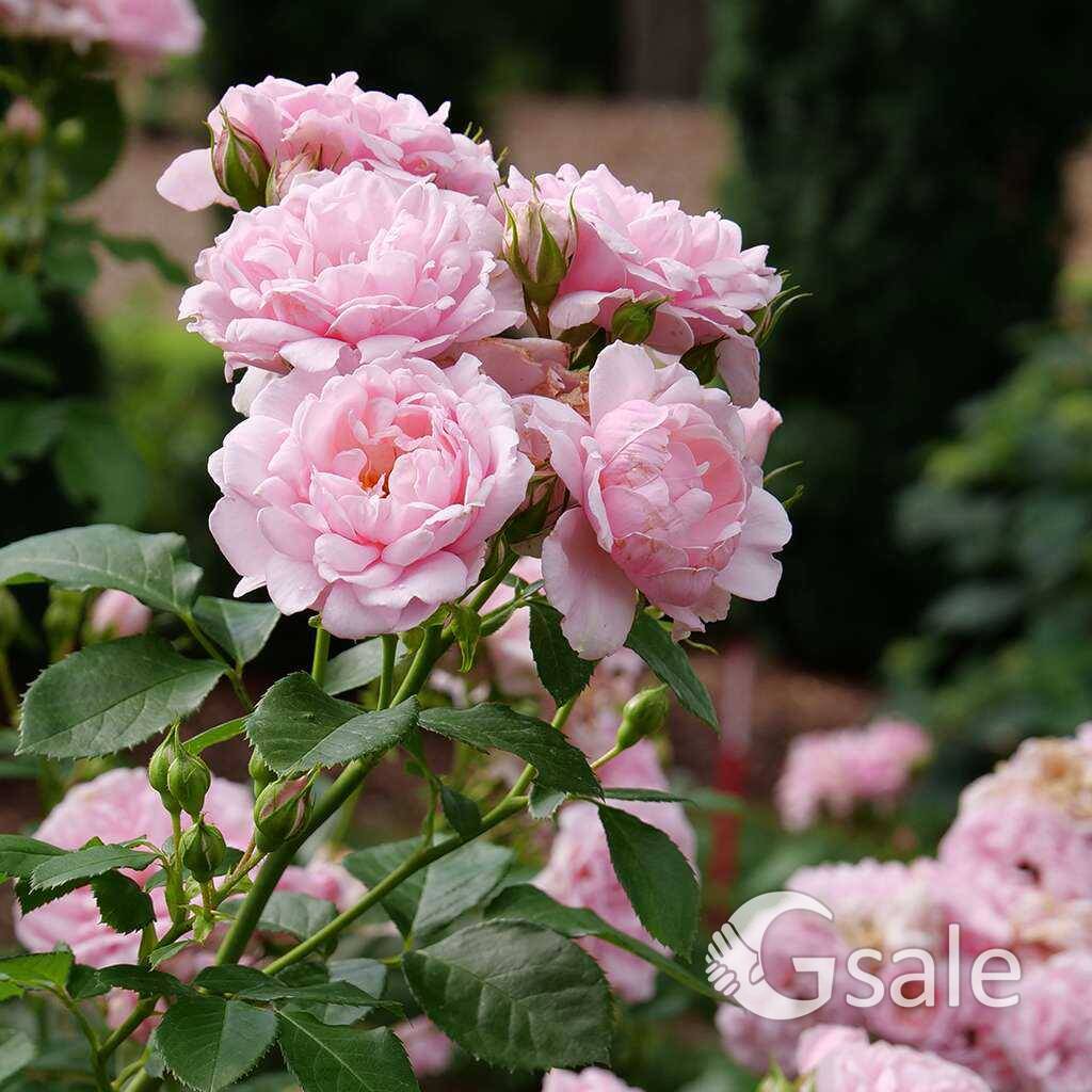 climbing rose 