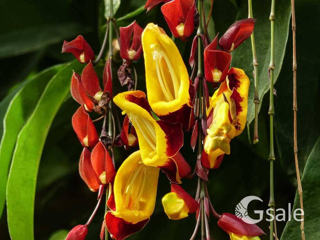 Lady shoe (plant)