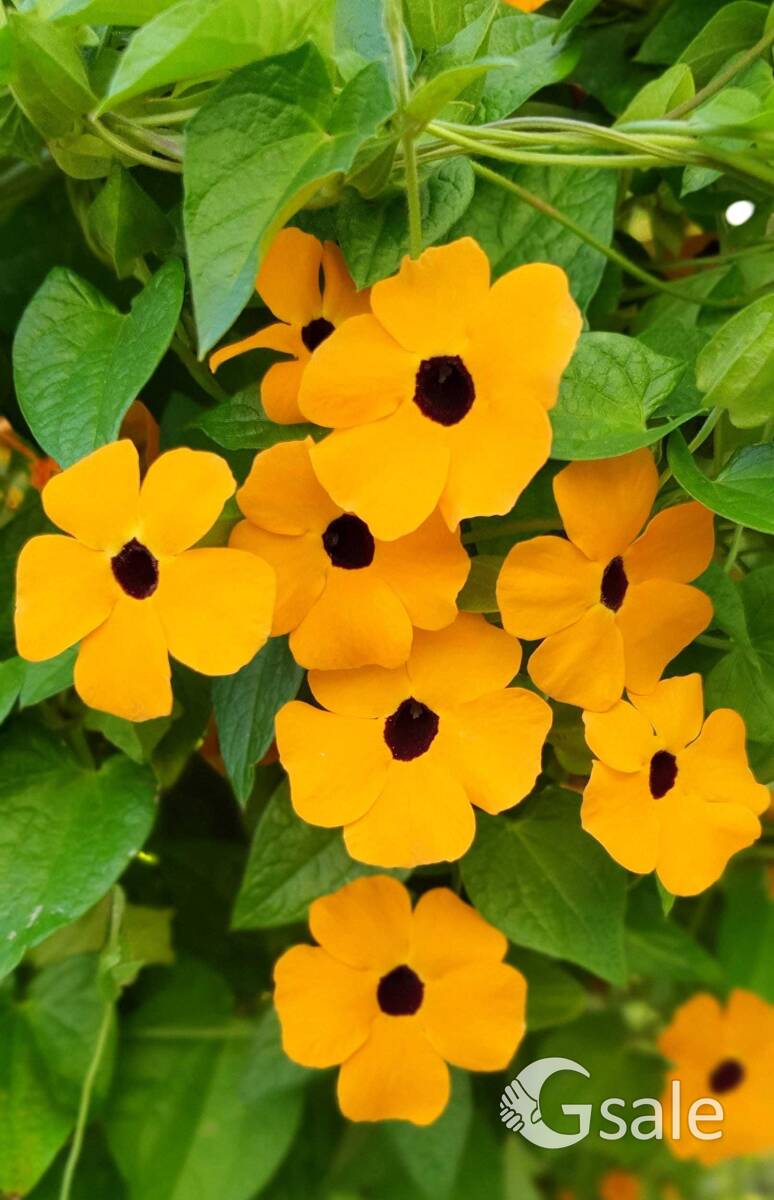Black eyed Susan 