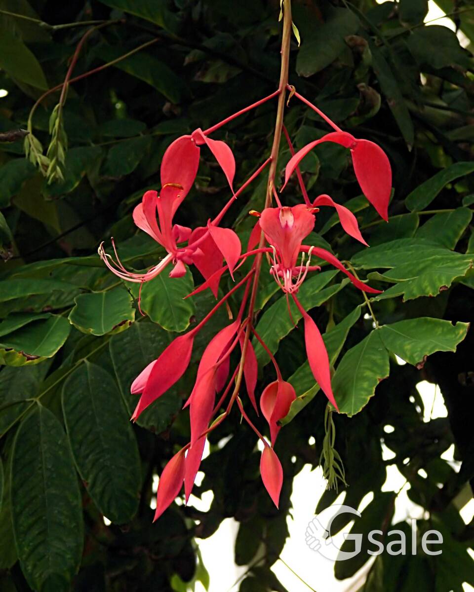 Shimshipa tree