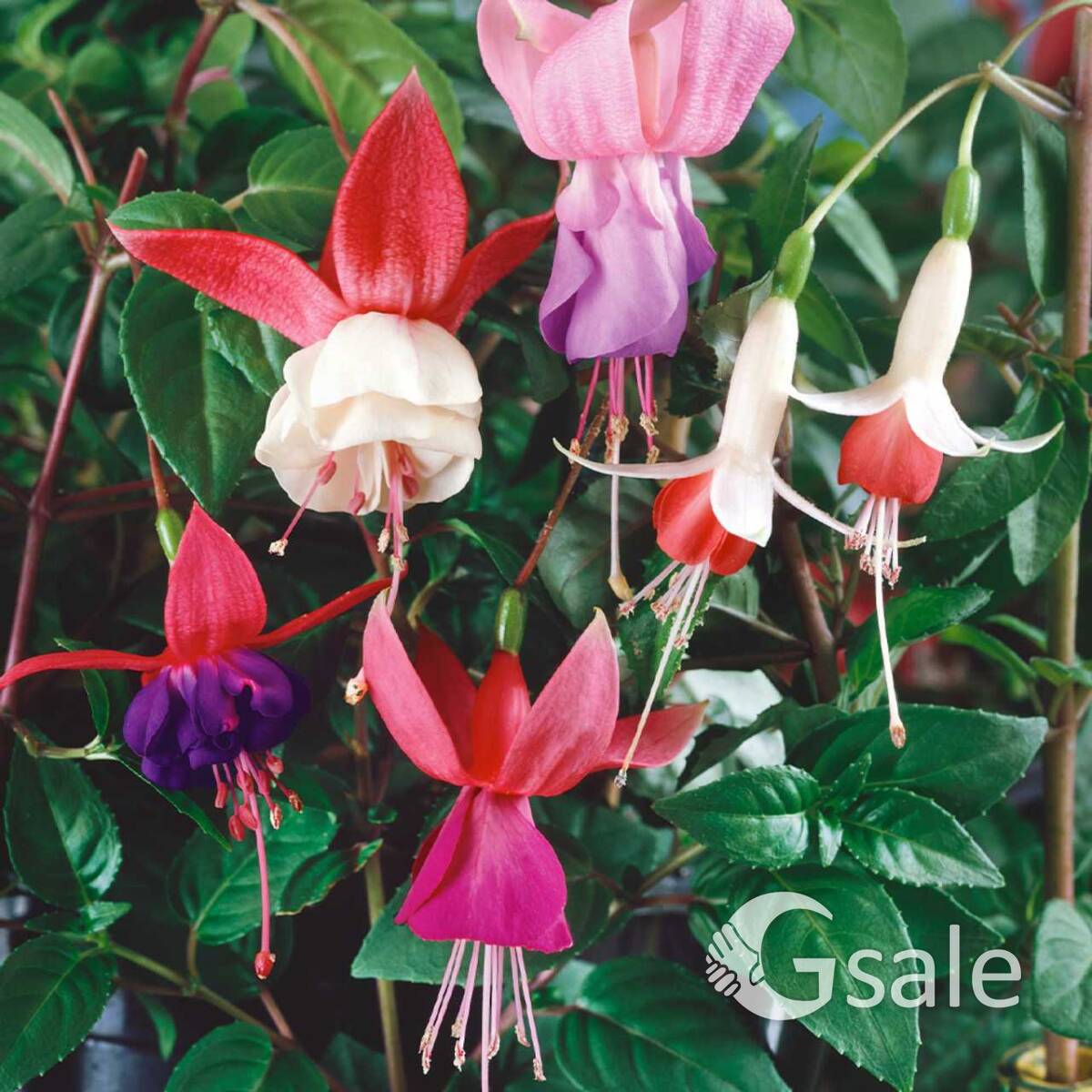 Fuchsia   Plant 