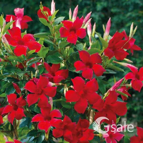 mandevilla Red