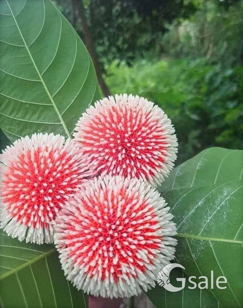 Red Kadamb