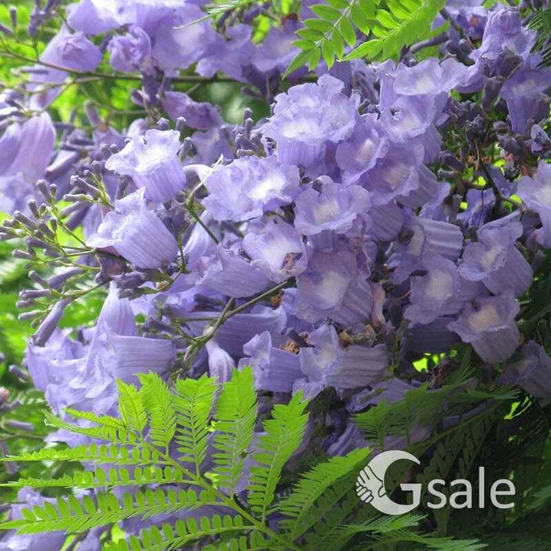 Jacaranda plant 