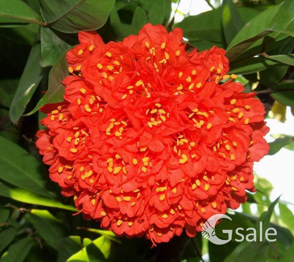 brownea coccinea 