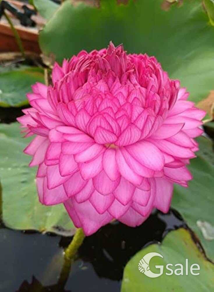 Thousand petals Lotus 