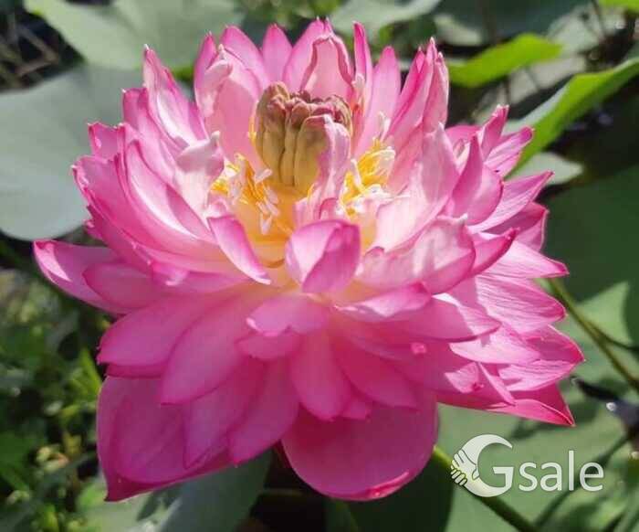 Lotus  Pink