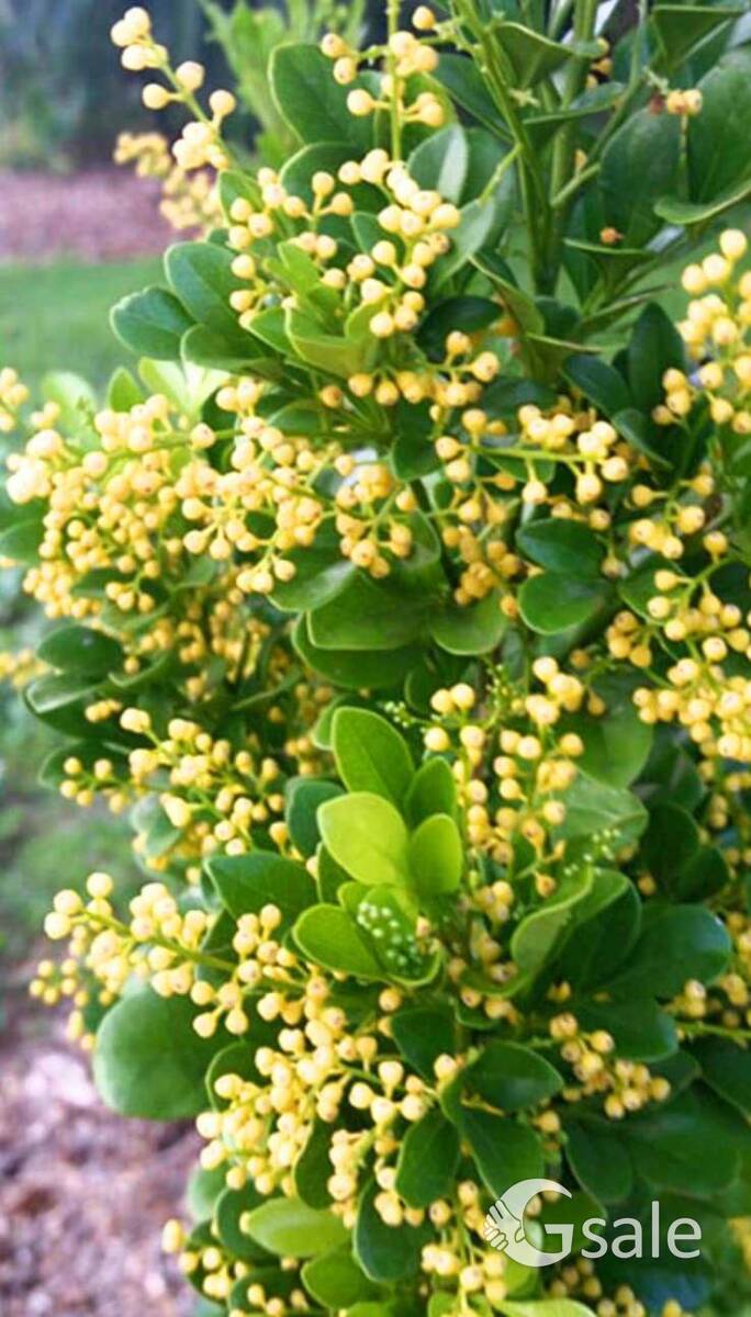 Chineseperfume plant 