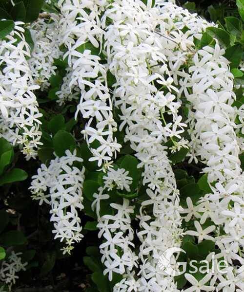 Petrea white