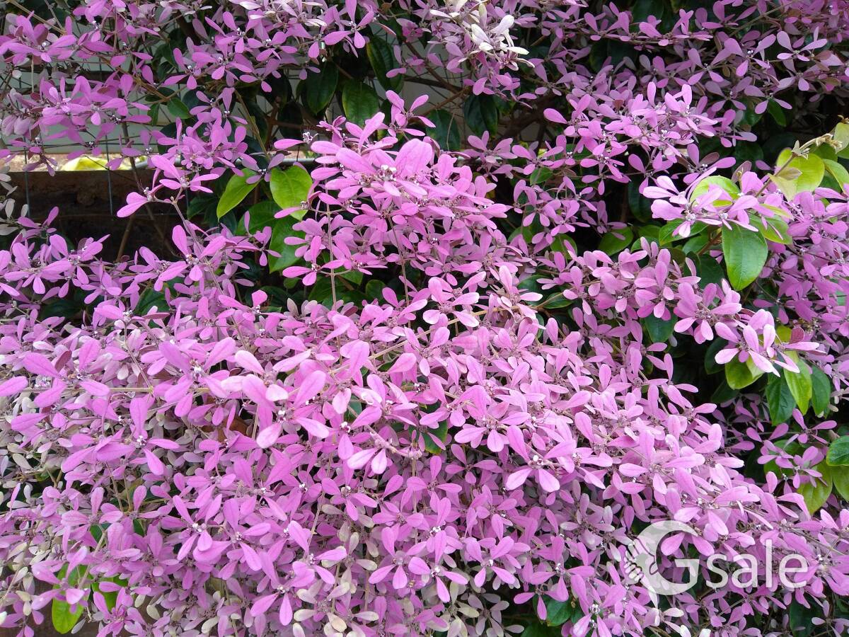 Pink Petrea 