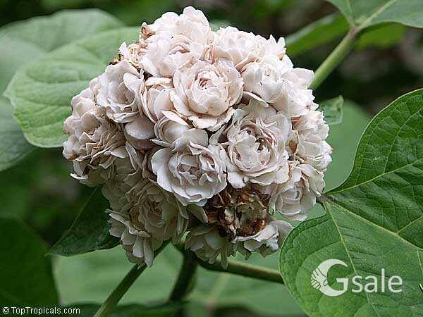 Clerodendrum 