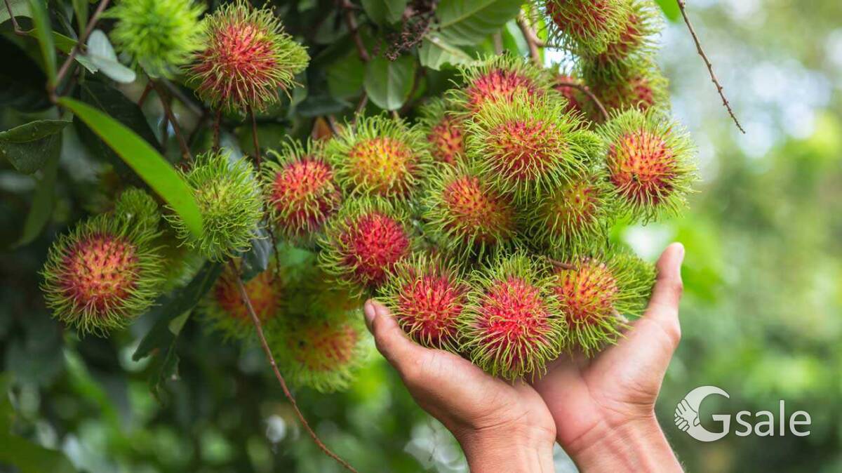 Rambutan plant