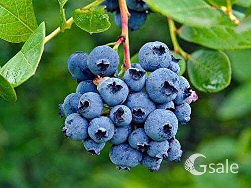 Blue berry plant 