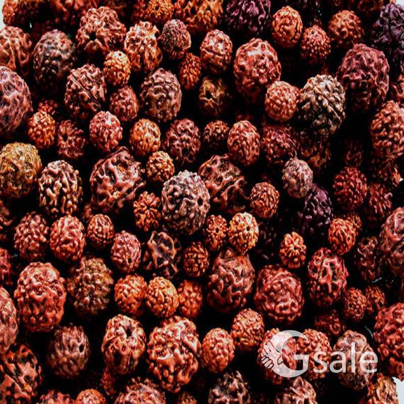 Rudraksha plant