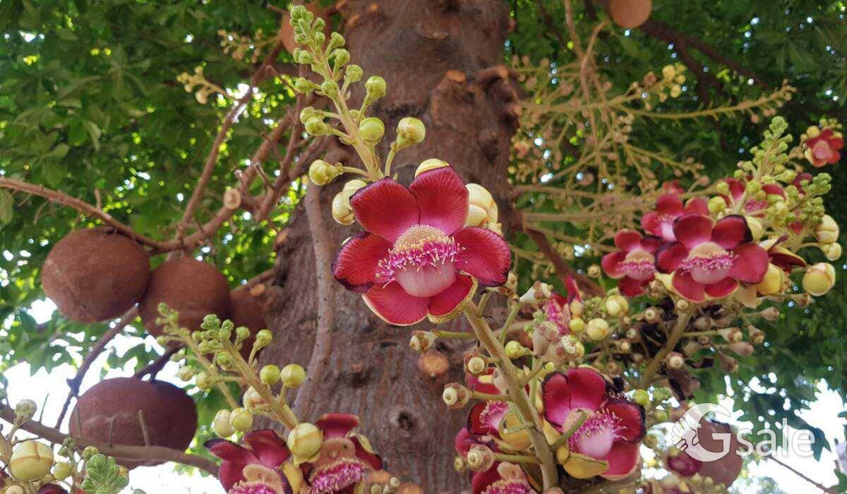 Cannon ball tree