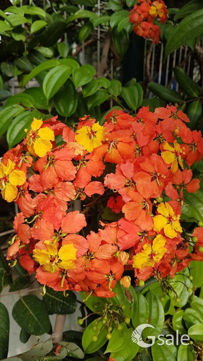 Bauhinia  coccinea 
