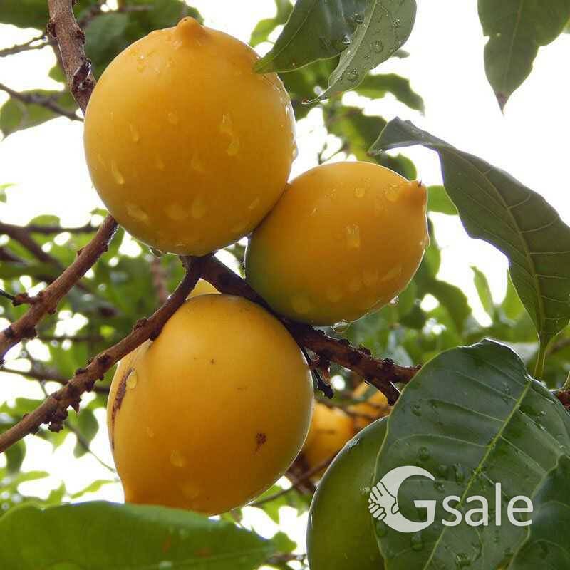 Abiu fruit plant