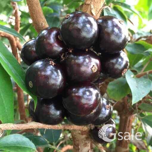 Jaboticaba plant