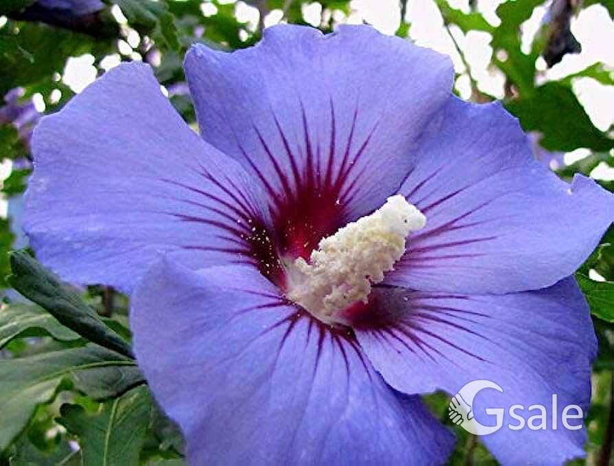 Violet hibiscus 