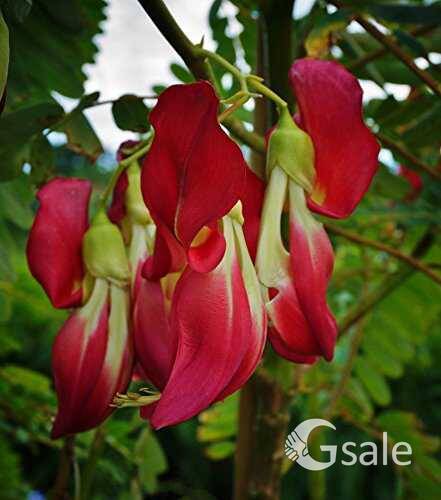 Red agasty plant
