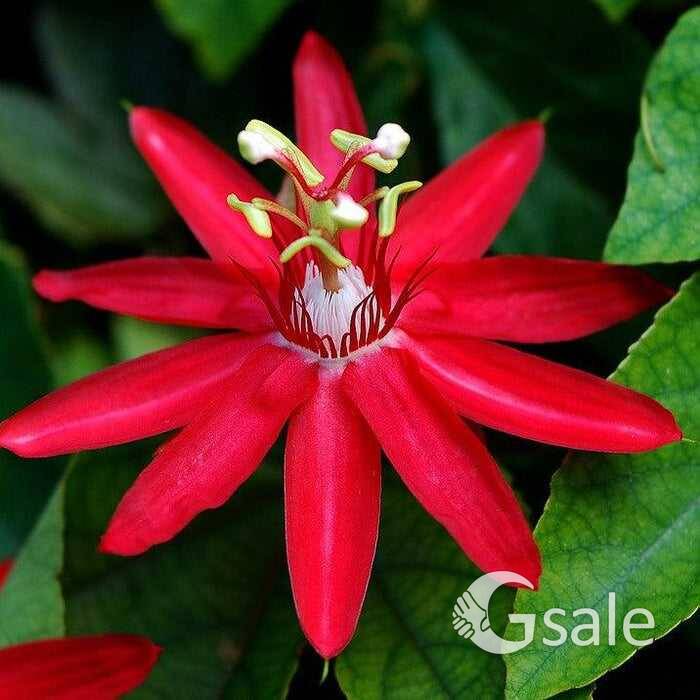 Krishna Kamal Red