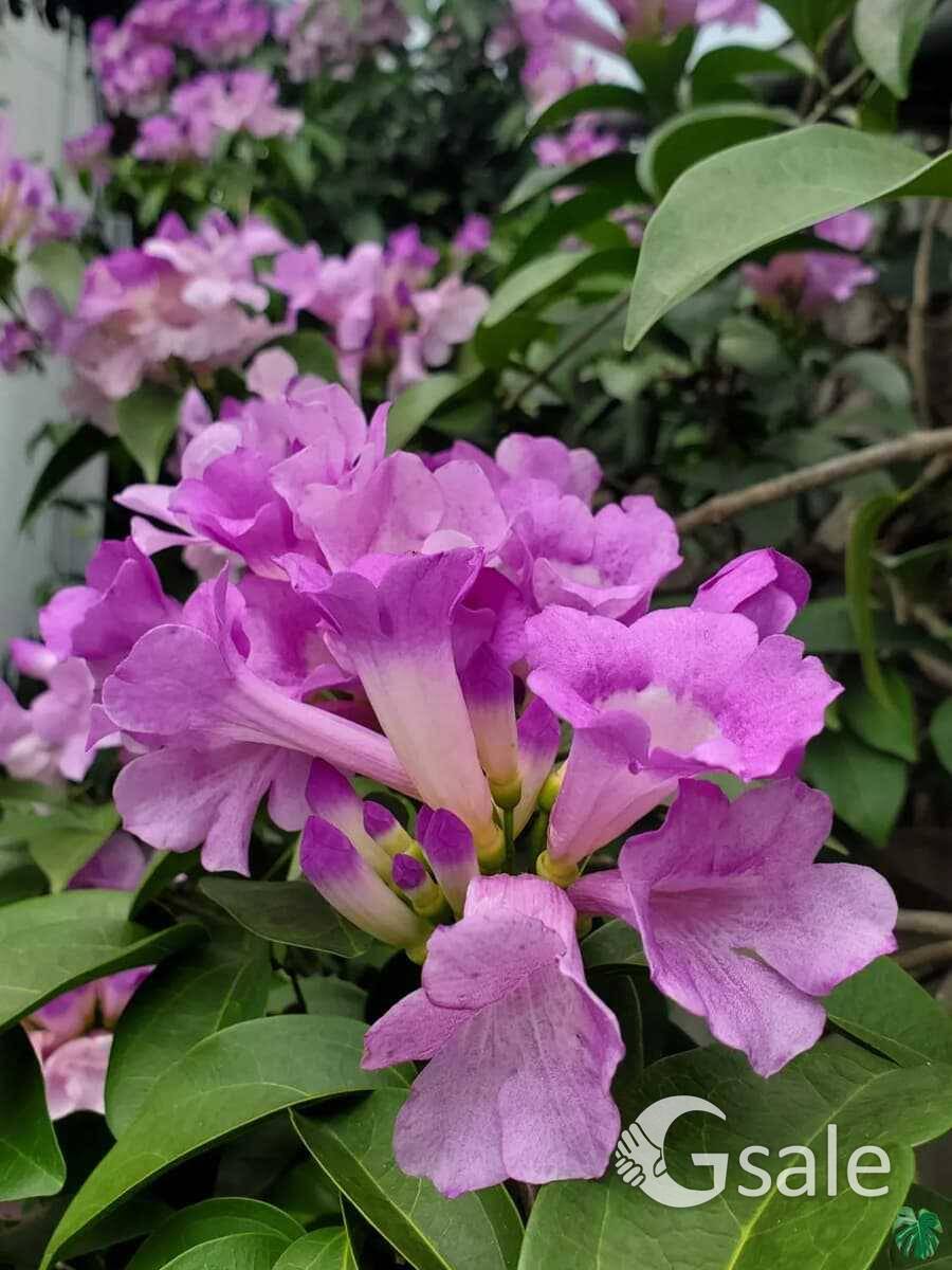 garlic vine