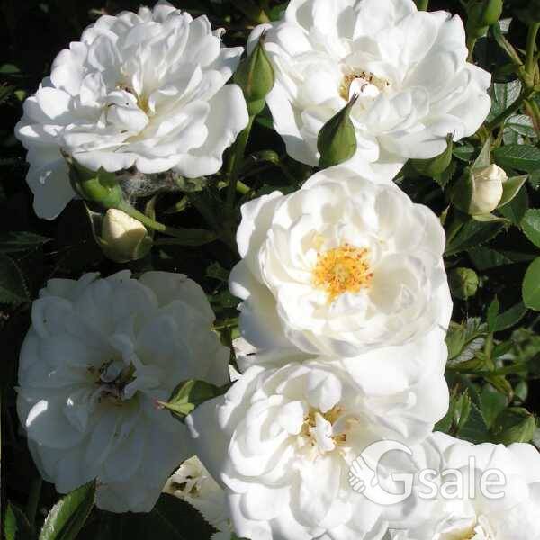 Snow rose 
