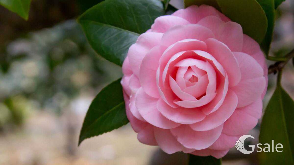 Tree Rose 