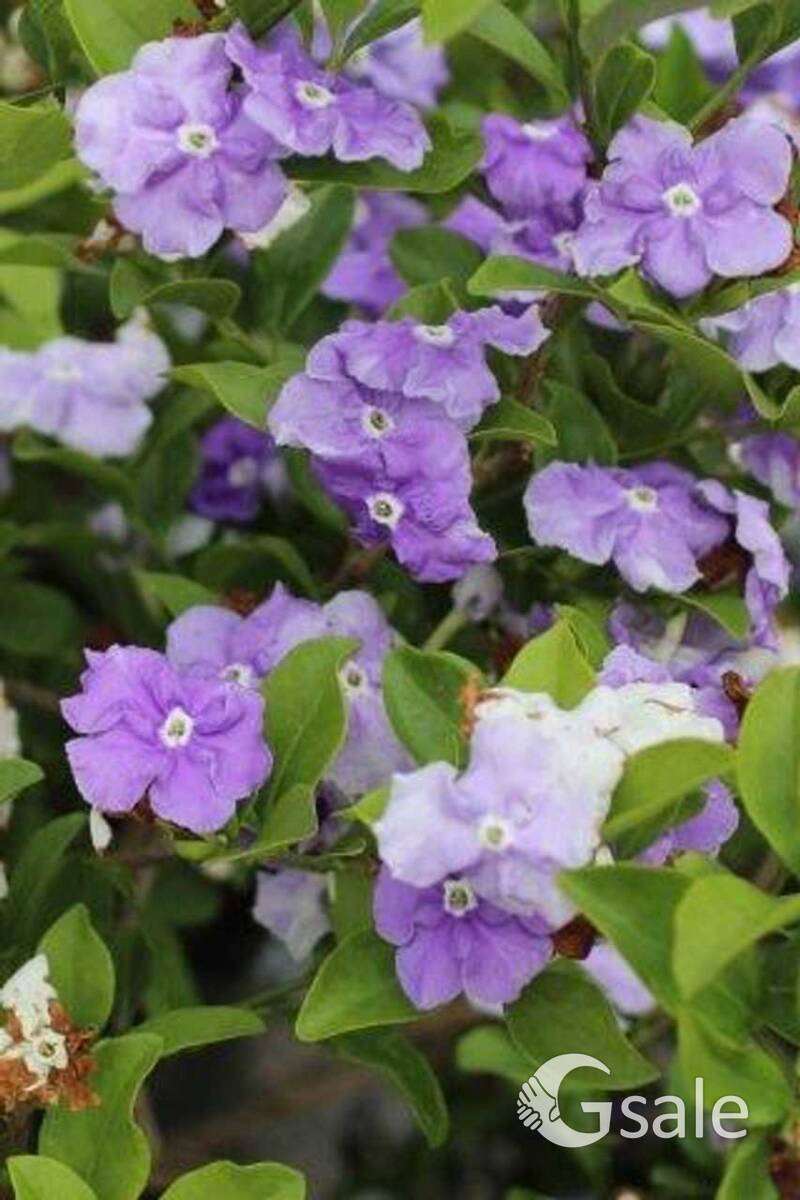 Yesterday today tomorrow plant
