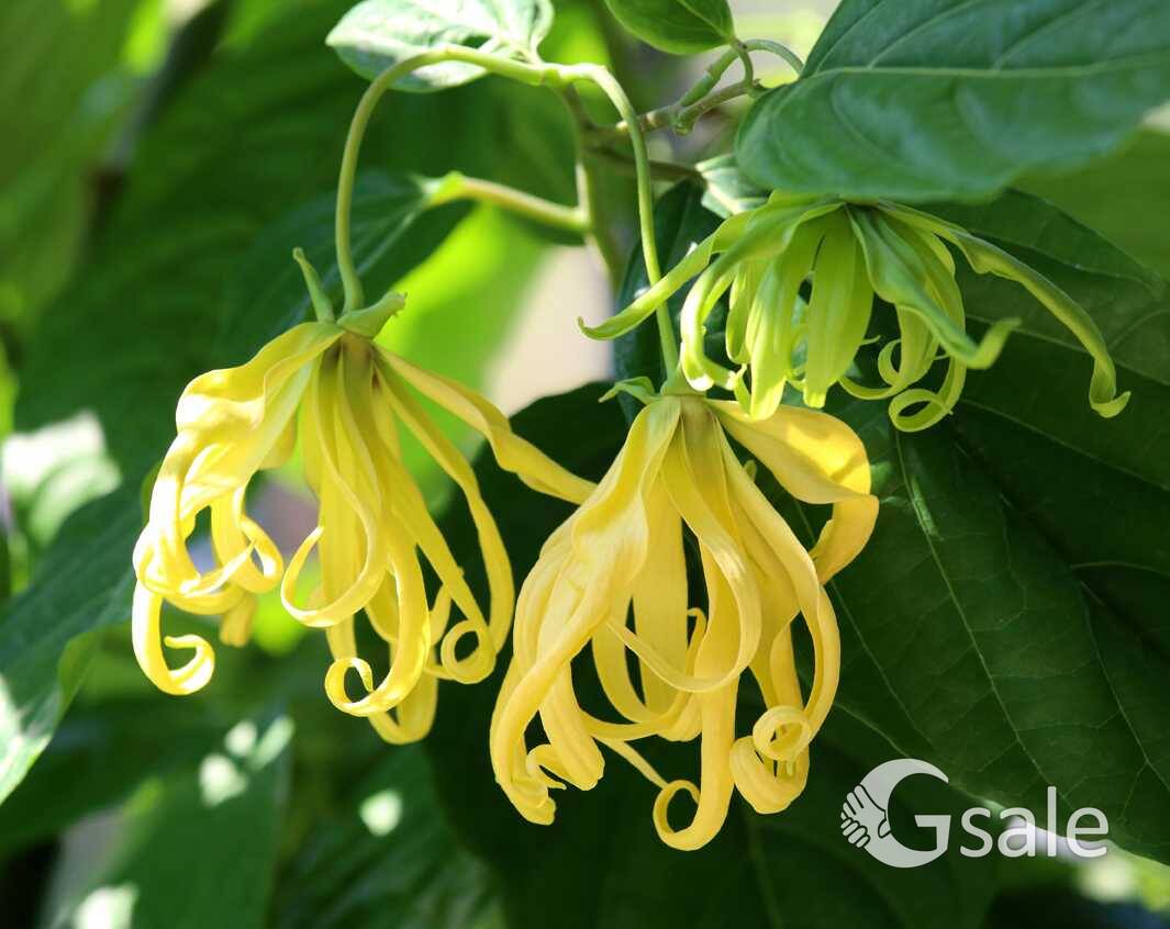 ylang ylang 