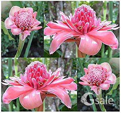 Torch ginger 